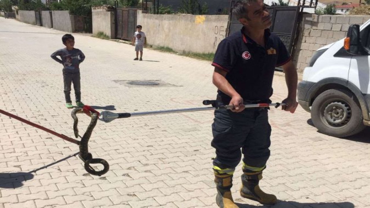 Van’da sokak ortasında görülen yılan korkuttu