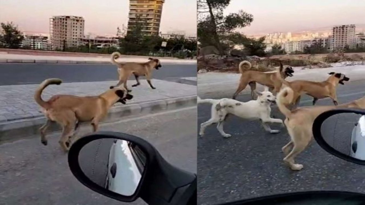 Sürü halindeki başıboş köpekler halkı tedirgin ediyor