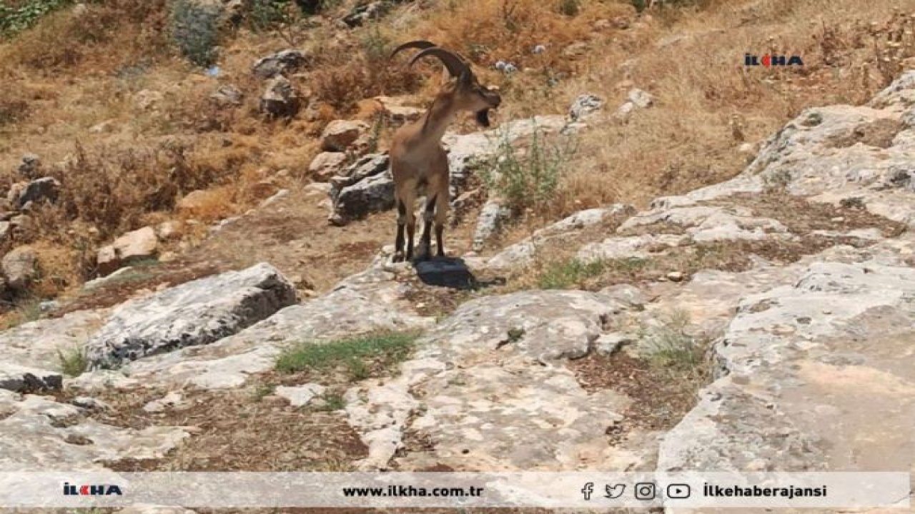 Sıcaklar arttı dağ keçileri nehre indi