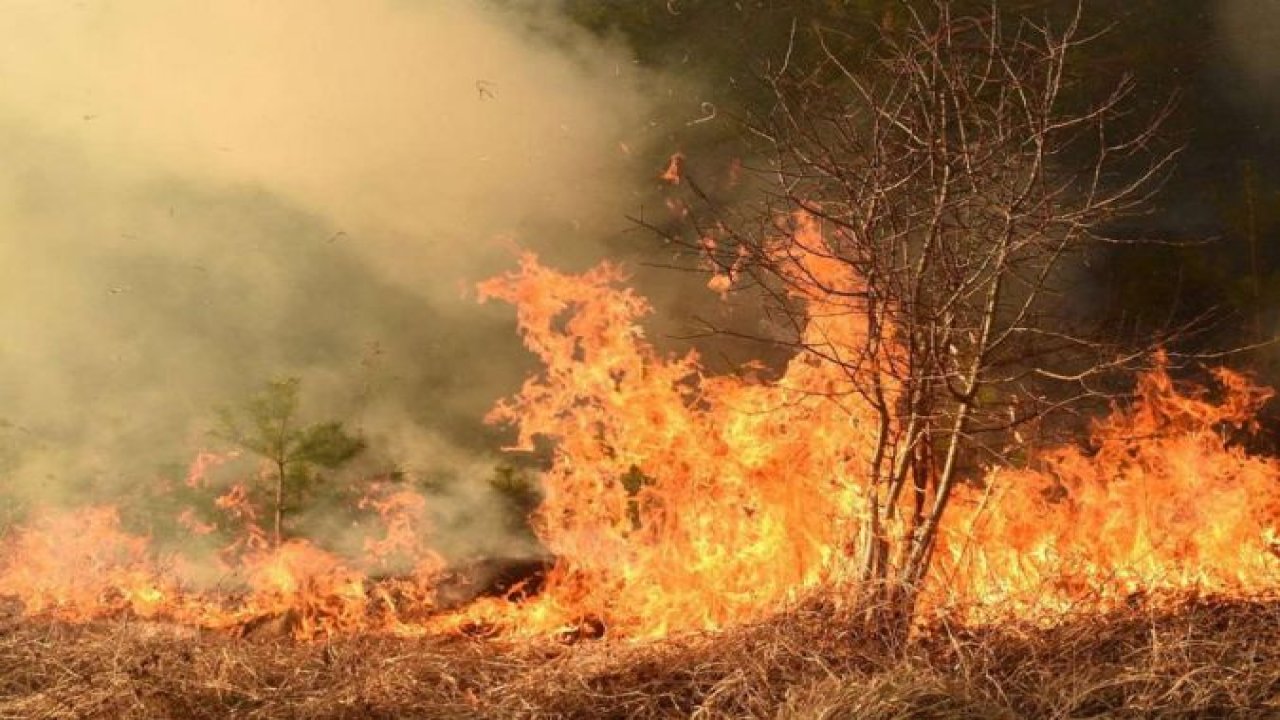 Cezayir'de orman yangınlarına karşı yeni önlemler