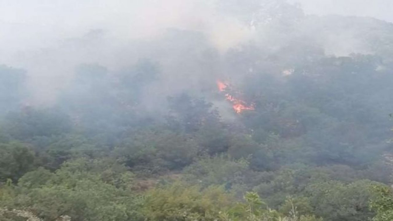 Balıkesir'de orman yangını