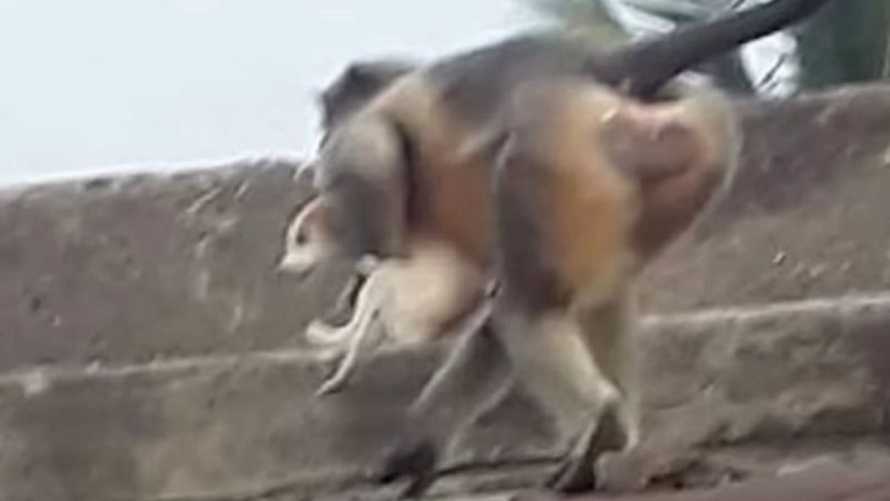 Maymunlar köpeklere savaş açtı! 250 köpeği çatıdan atıp öldürdüler