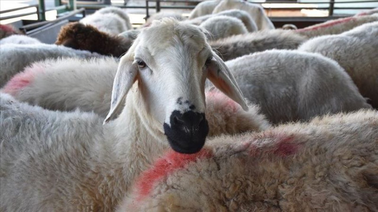 Katar’a koyun ihracatı: 'Bayrama kesecek hayvan bulunamayacak'