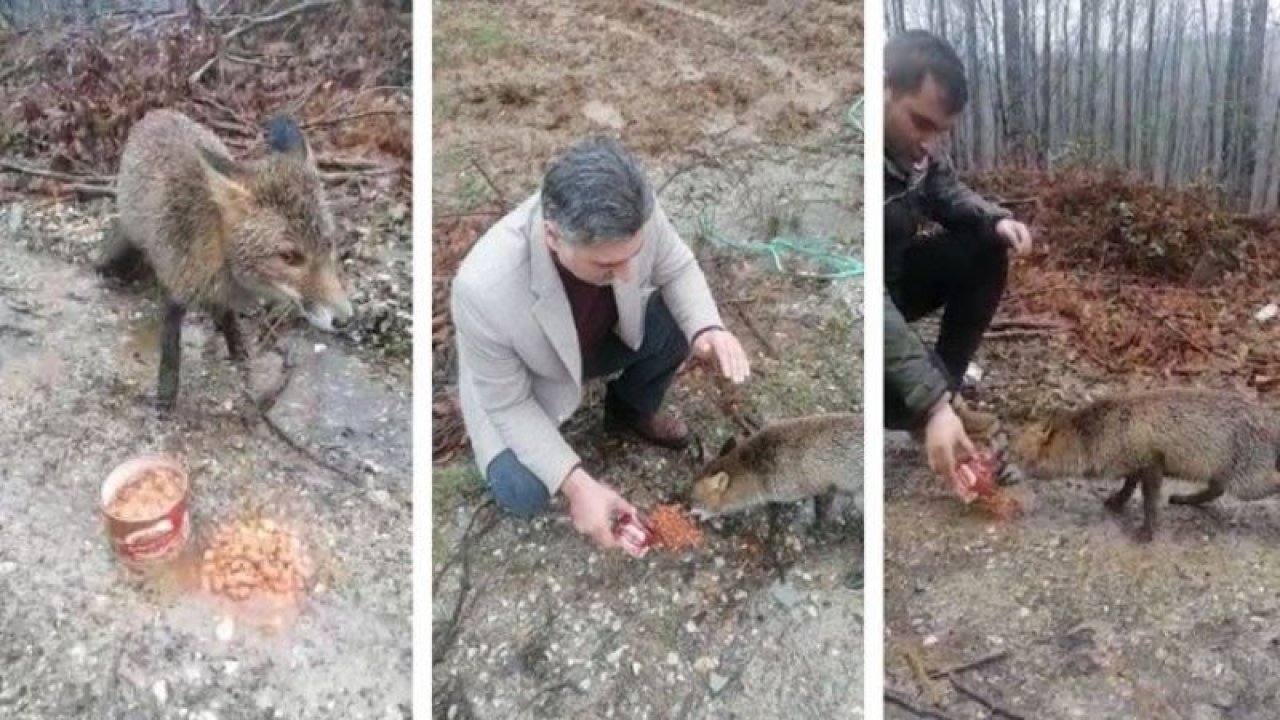 Görenler hayrete düştü: Aç kalan tilki yol kesip, yiyecek istiyor