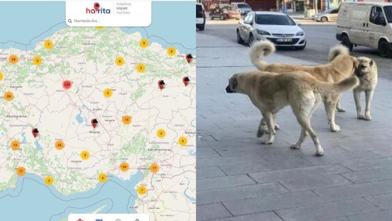 Onlarca sokak köpeğinin ölümünde Havrita iddiası! İstanbul Barosu harekete geçti