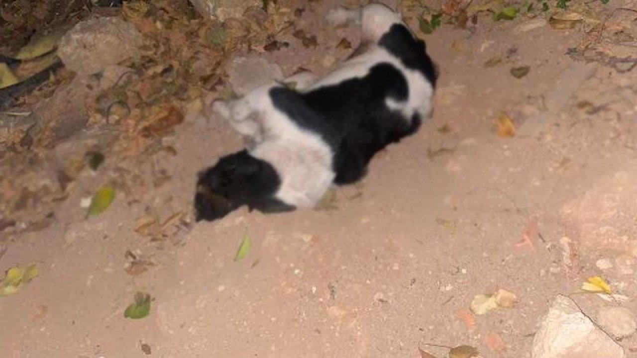 Havrita'ya erişim engellendi ama ölümler bitmedi! Antalya'da 9 köpek katledildi, 25 tanesi kayıp