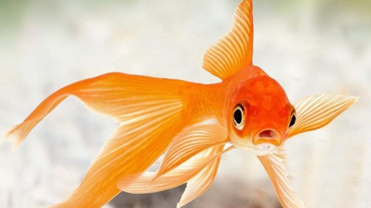 Akvaryumda Japon balığı nasıl beslenir?