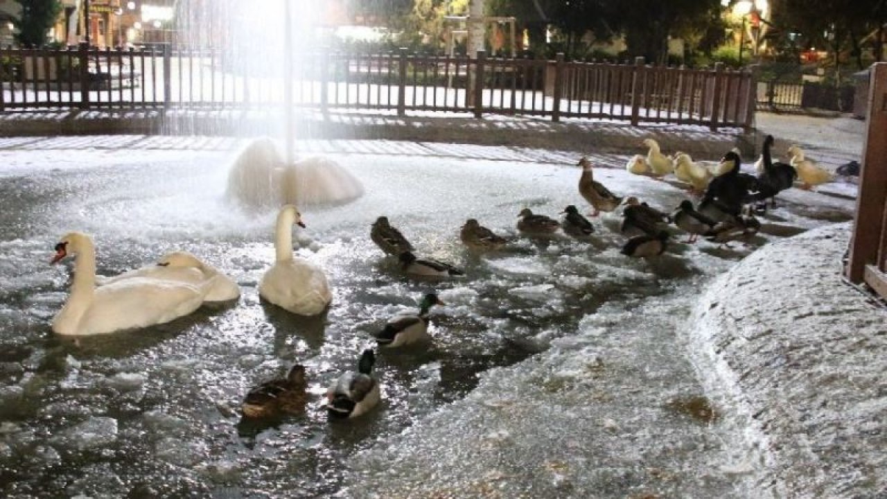 Kuğulu Park'ta kuğular bile buz tuttu