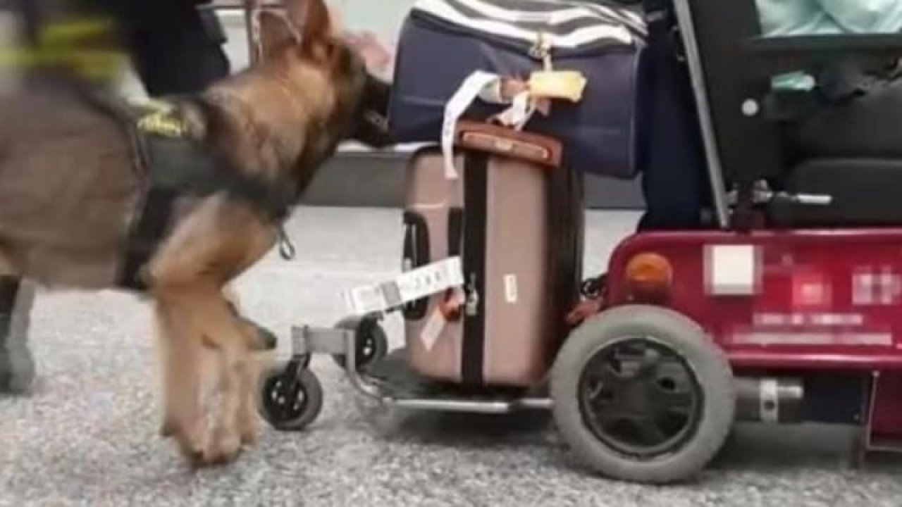 Sahtekarlığın bu kadarı! Engelli taklidi yapan yolcunun tekerlekli sandalyesinden çıkanı görenler inanamadı!
