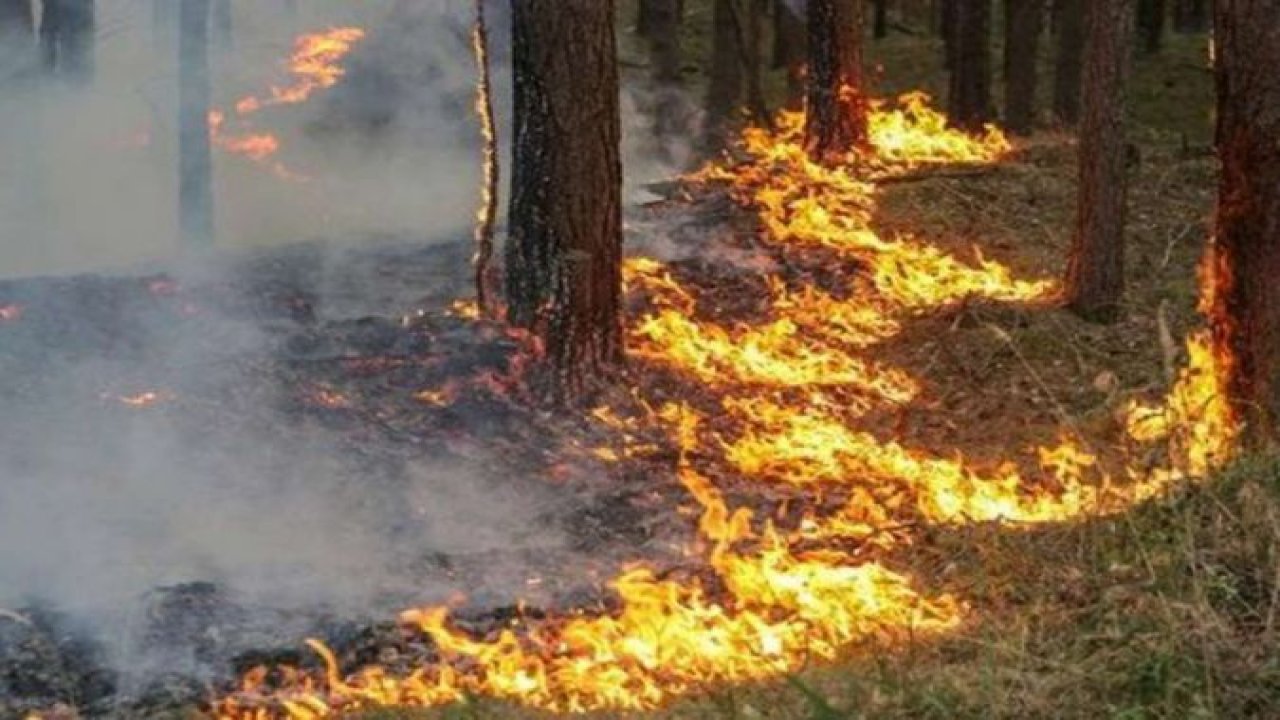 Almanya'da Harz Dağları'nda orman yangını