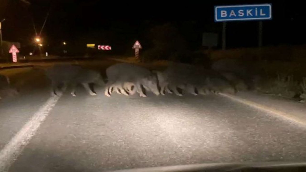 Elazığ’da domuz sürüsü yola çıktı