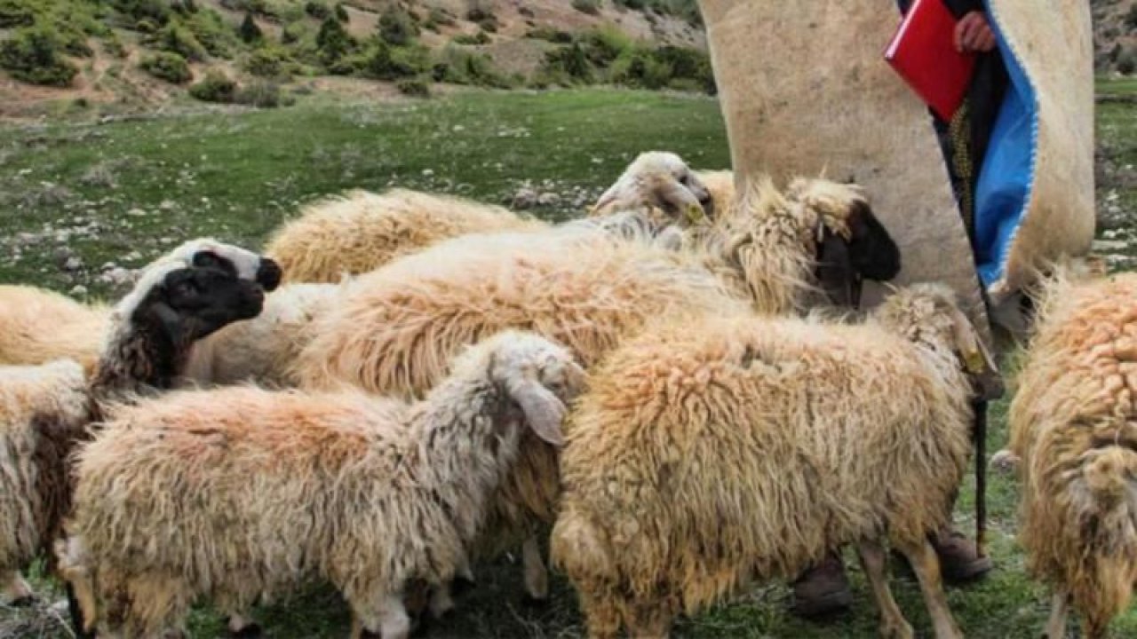 Fuhuş karşılığında 3 koyun alan kadın yakalandı