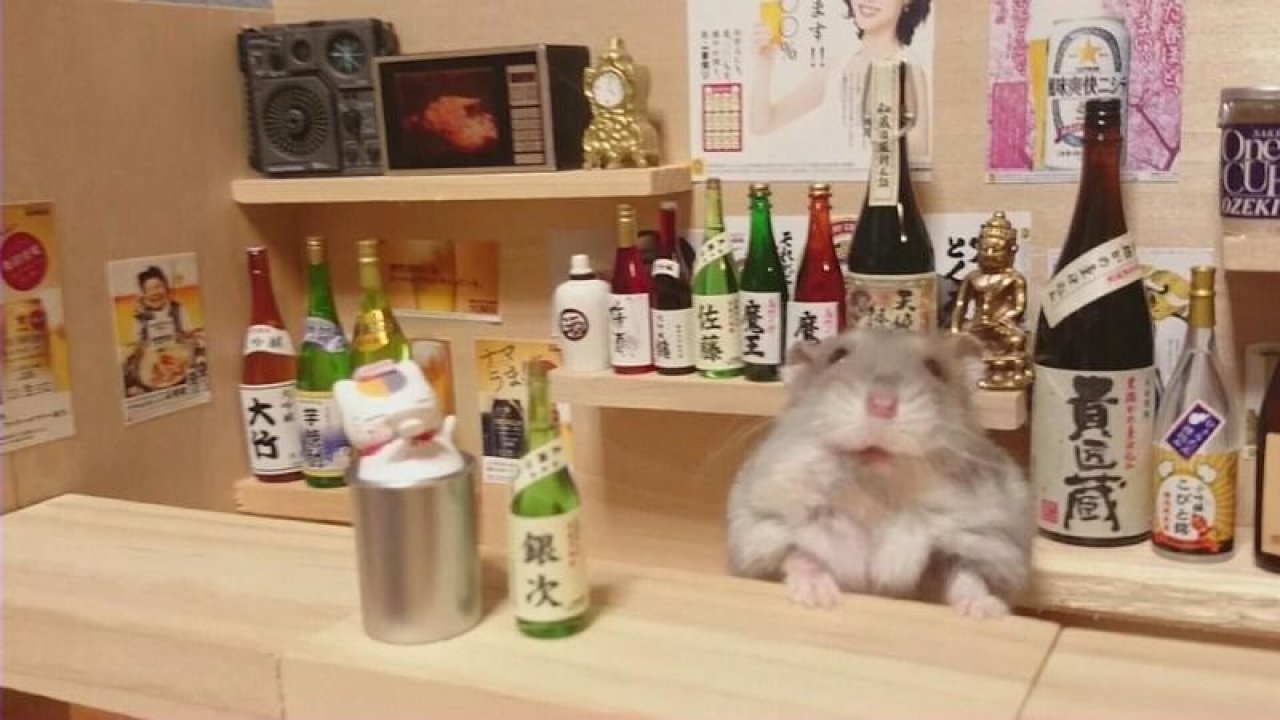 Hayvanlar dünyasının alkoliği: Hamsterlar
