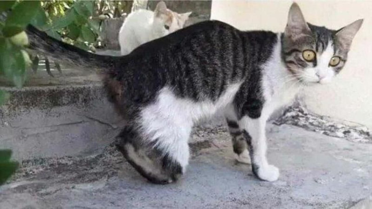 Vahşet! Gaziantep'te cinci hoca kedileri büyü bozmak için mi kesiyor?