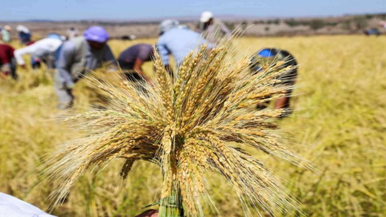 Çeltikte alım fiyatı ton başına 1000 lira artırıldı