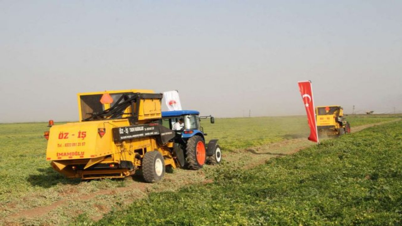 Şırnak’ta yerfıstığı hasadı başladı