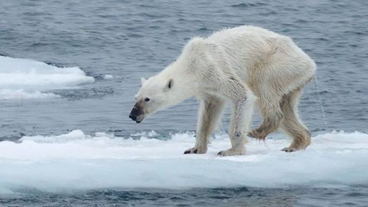 Küresel ısınma hayvanları etkiledi