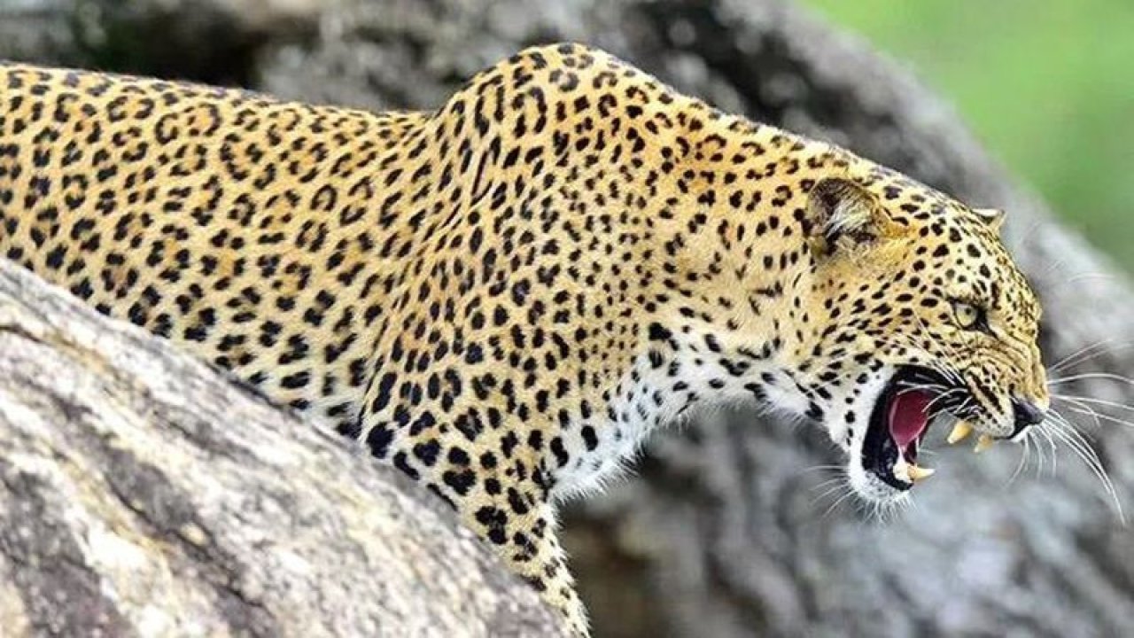 Hindistan'da acı olay! 16 aylık bebeği leopar yedi!