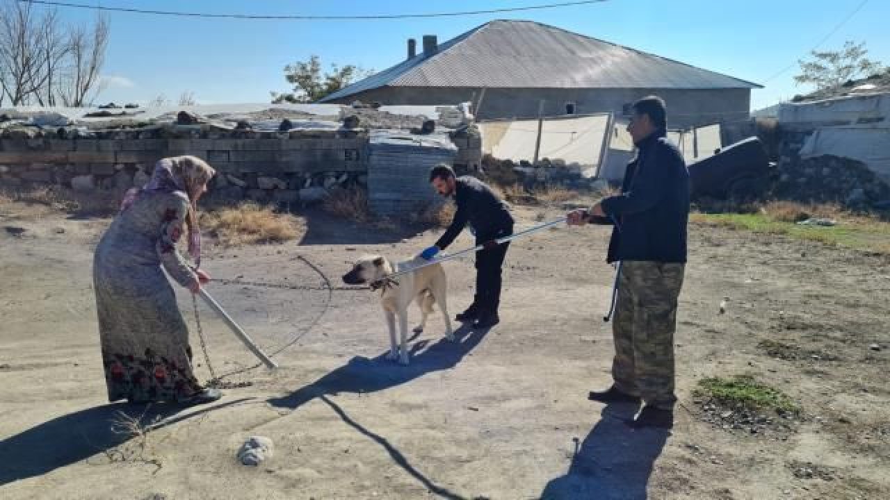 Bitlis'te kuduz alarmı!  Hastanelik olan 2 çocuktan sonra 38 vaka daha ortaya çıktı