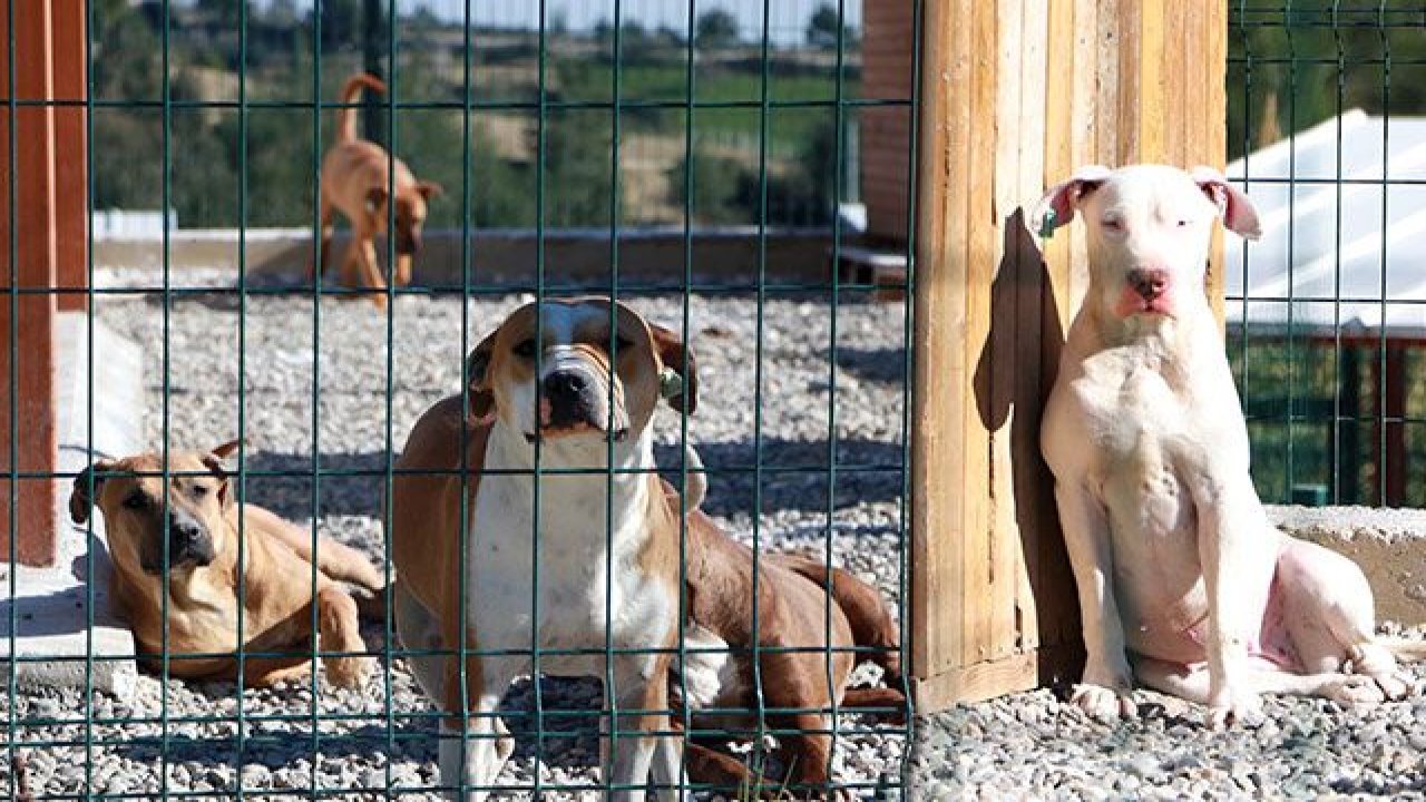 ‘Yasaklı ırk’ köpekleri terk edenlere 30 bin TL ceza