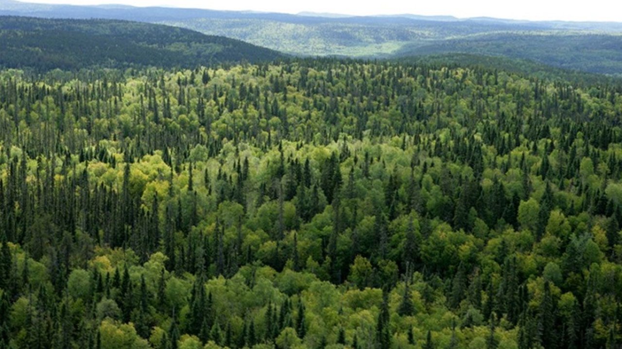 Cumhurbaşkanı kararıyla orman sınırları daraltıldı
