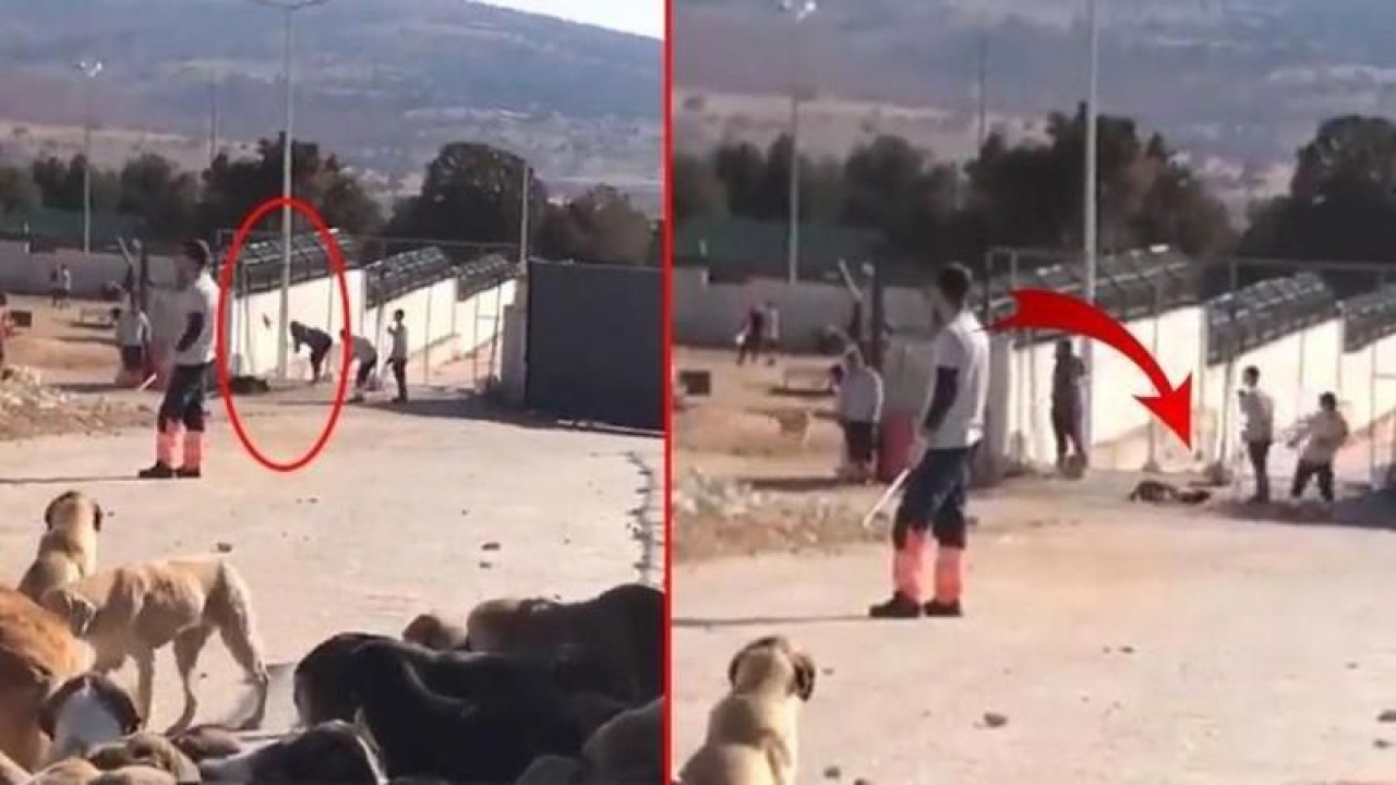 Konya'da Hayvan Rehabilitasyon Merkezi'nde köpeğe kürekle işkence eden 2 sanık tahliye edildi!