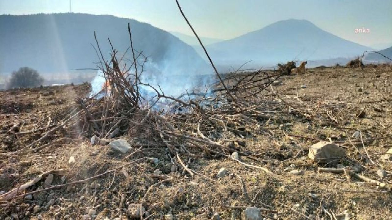 ÇAMBÜKÜ KÖYLÜSÜ, AMASYA VALİSİ’NE SÖKÜLMÜŞ AĞAÇ İLE SESLENDİ: “BU KÖKLER KAÇ SENEDE TOPRAĞA KÖK VERİYOR? BU KİRAZ AĞACININ GÜNAHI SANA SORULSUN”