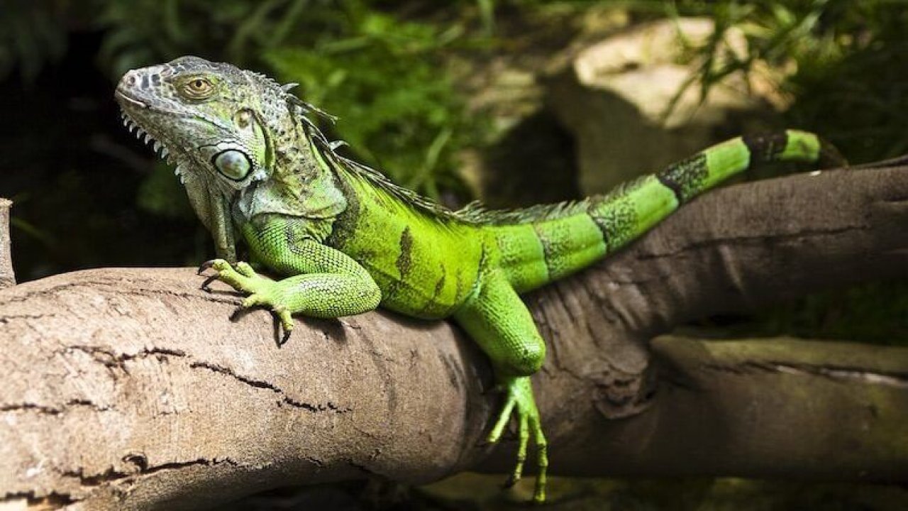 Meteoroloji'den ilginç uyarı! Gökten iguana yağabilir