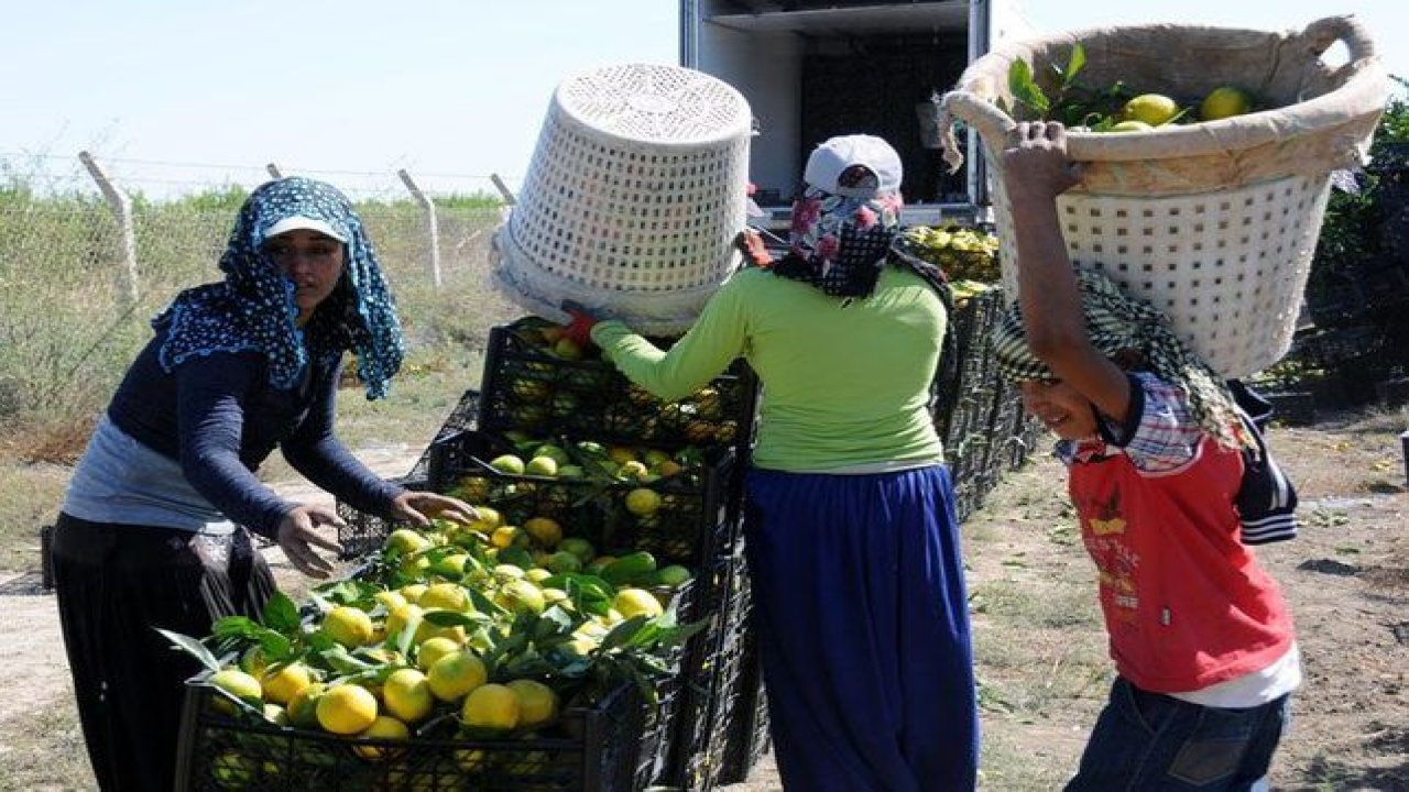 Tarım işçisi çocuklar okula gitmiyor