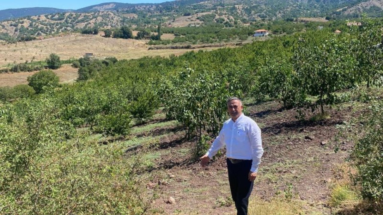 ÇORUM'DA 2017'DE YAPILAN SULAMA GÖLETİNE 6 YILDIR SU VERİLMEDİĞİ İÇİN AĞAÇLAR KURUDU... MEHMET TAHTASIZ: "ÇALIŞKAN KÖYLÜLERİMİZİ CEZALANDIRMAYIN, ÜRETİMİ DURDURMAYIN"