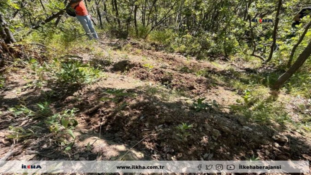 Elazığ’da 513 kök keneviri bitkisi ele geçirildi