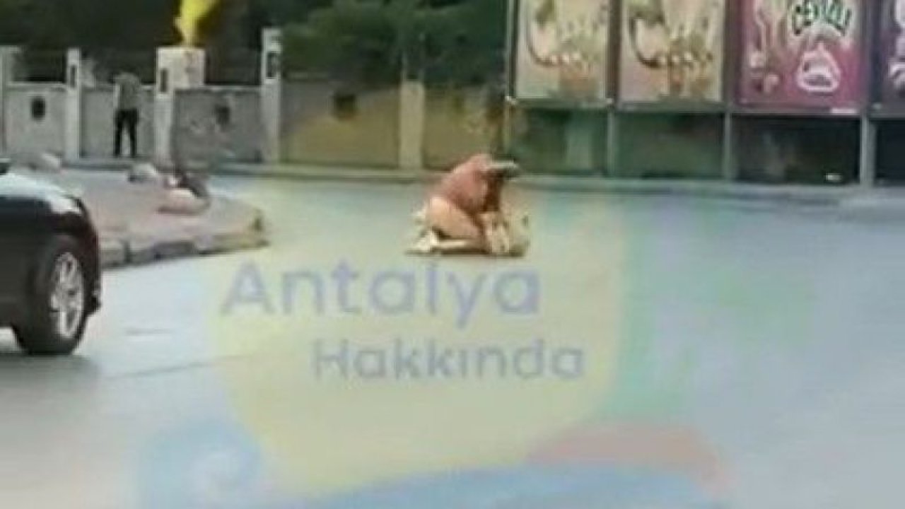 Antalya'da iki kadın yol ortasında yumruk yumruğa kavga etti