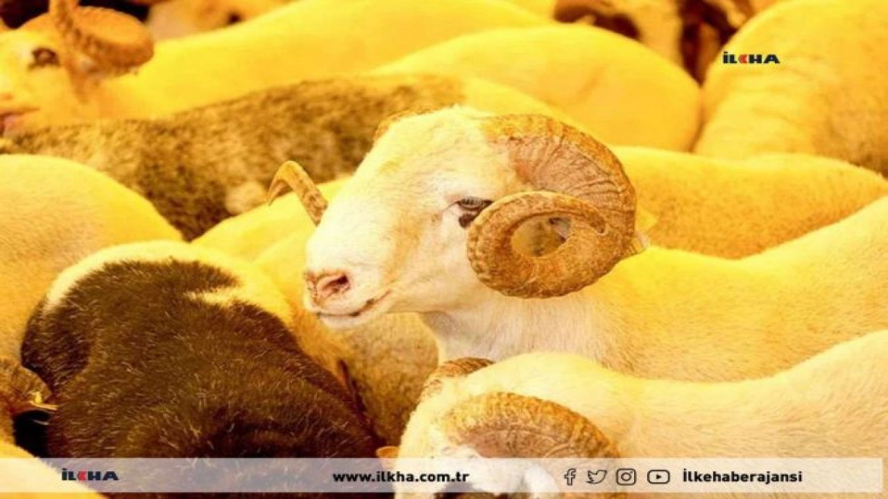 Adıyaman'da kurban satış ve kesim alanları belirlendi