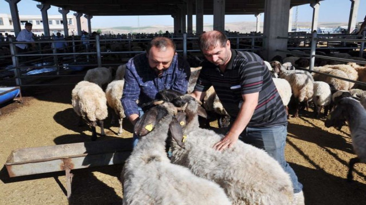 Hayvan pazarlarındaki kurbanlıklar alıcı bekliyor