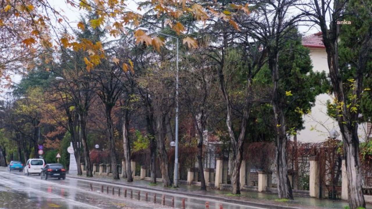 ESKİŞEHİR'DEÇÜRÜYEN AĞAÇLAR KALDIRILACAK YERİNE SÜS KİRAZI AĞAÇLARI DİKİLECEK