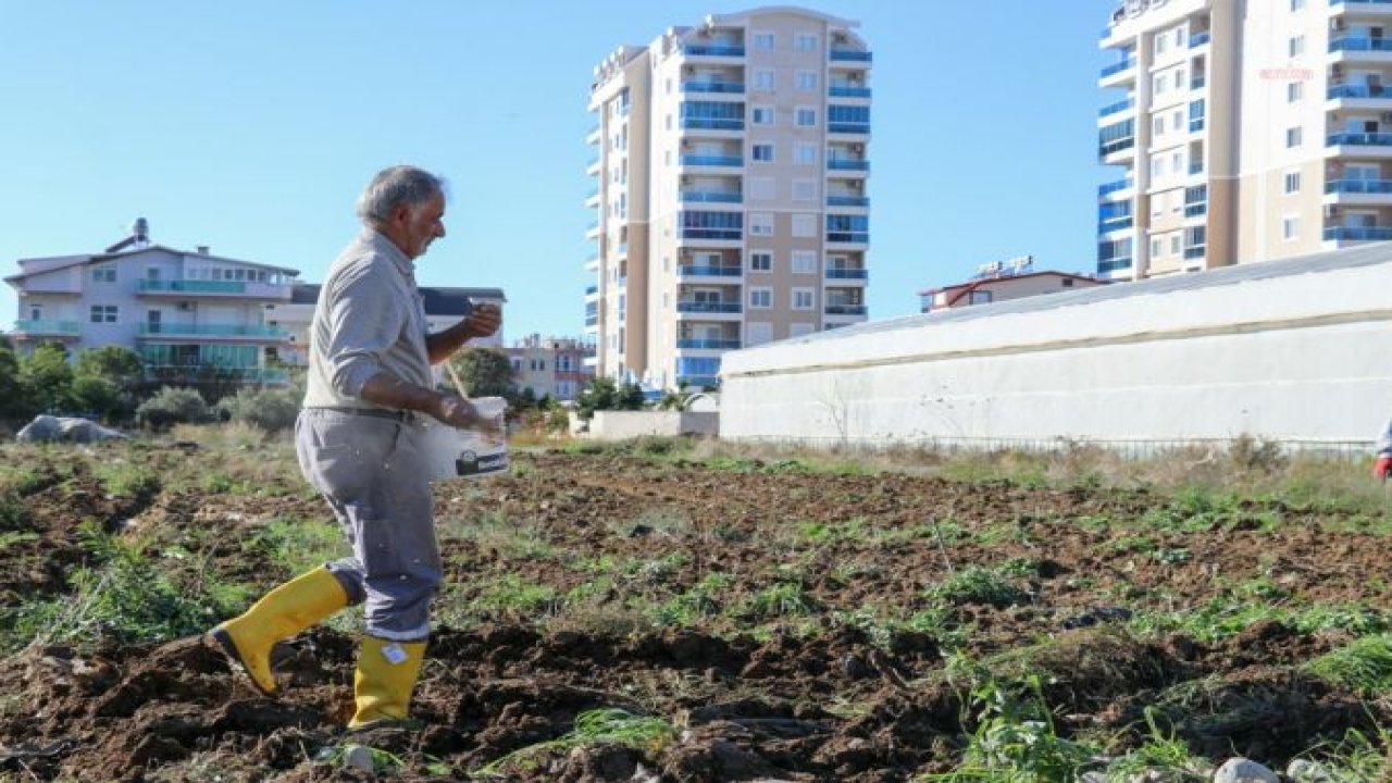 GAZİPAŞA BELEDİYESİ ATA TOHUM KARAKILÇIK BUĞDAYINI TOPRAKLA BULUŞTURDU