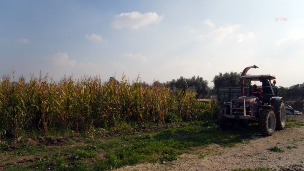 TARSUS BELEDİYESİ, ÜRETİCİLERE 50 TON SİLAJLIK MISIR DAĞITACAK