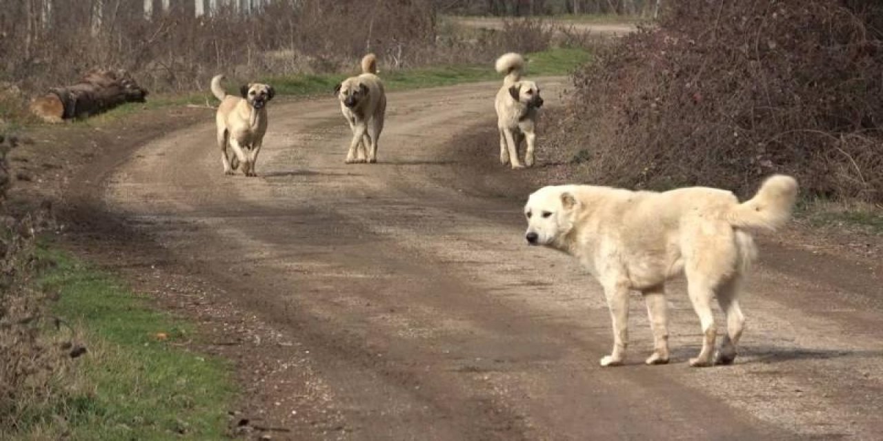 Sahipsiz Köpeklerle İlgili Kanun Teklifinin Ayrıntıları Belli Oldu