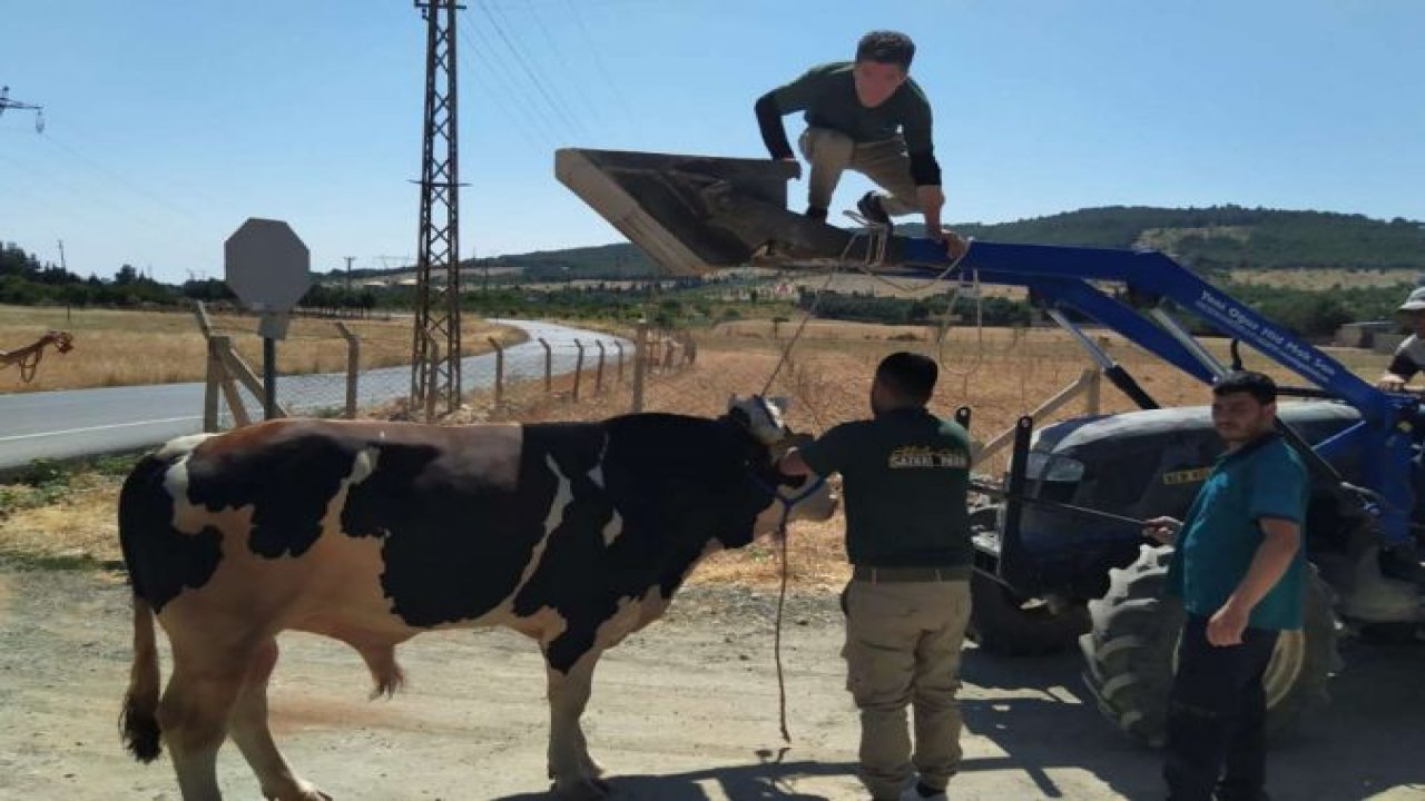 Gaziantep'te kaçan kurbanlık dana yakalandı