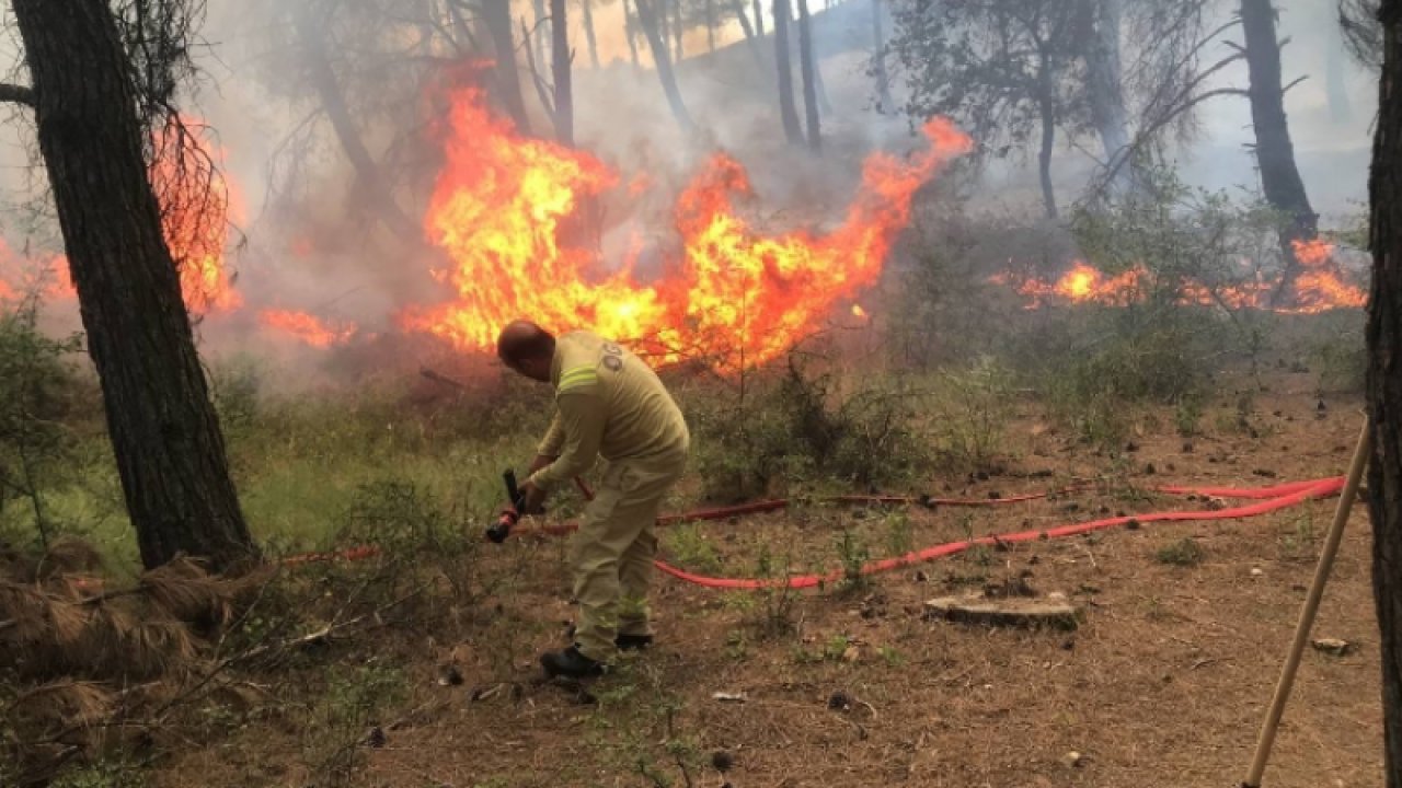 Edirne'de orman yangını! Müdahale sürüyor