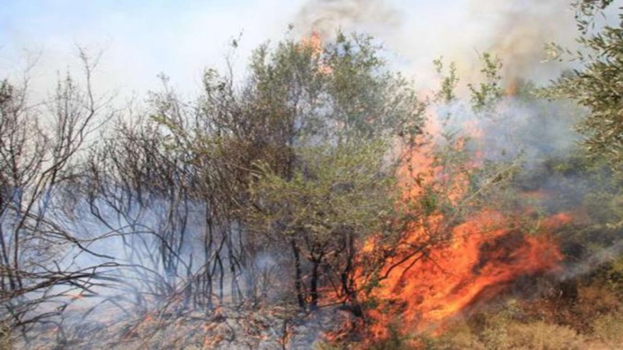 Adana'daki orman yangınlarıyla ilgili bir kişi tutuklandı