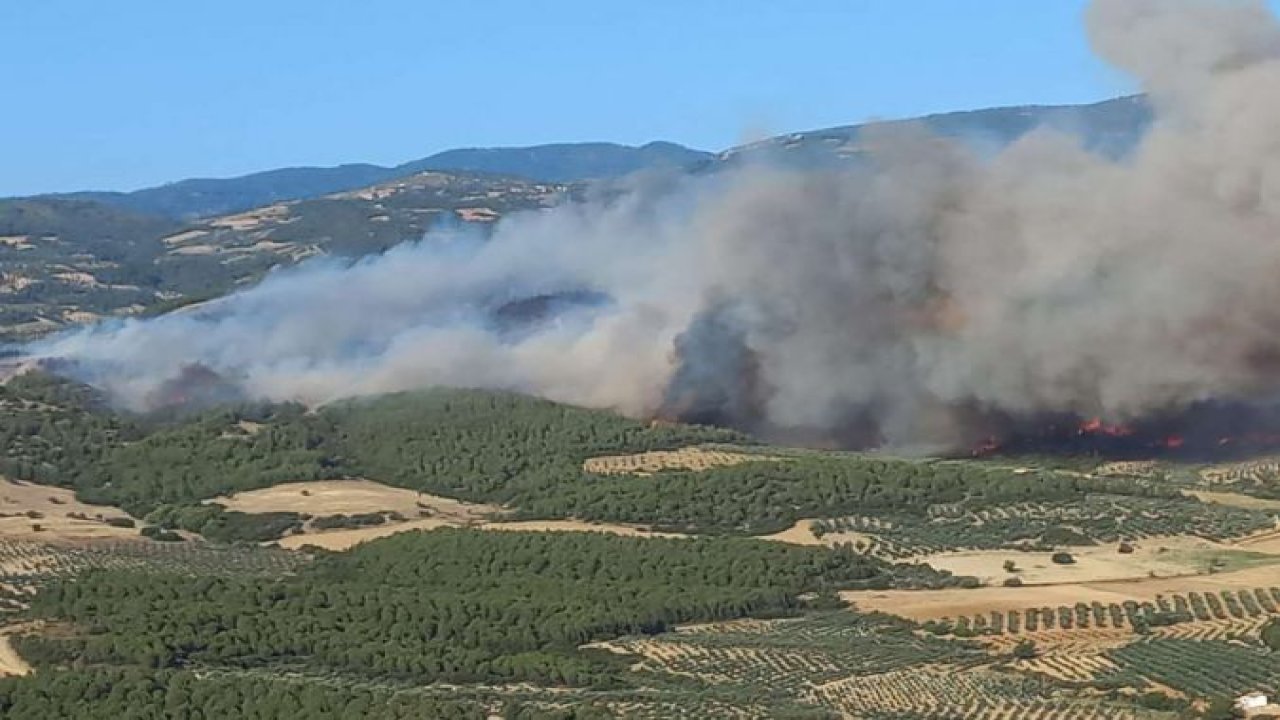 Manisa ve Aydın'da orman yangını