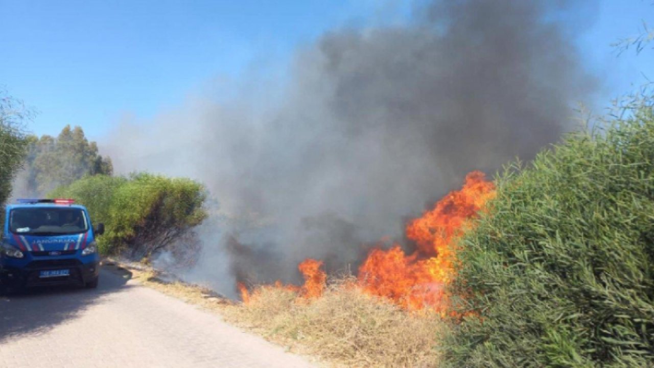 Muğla'da yangın! Zeytin ağaçları için yoğun mücadele