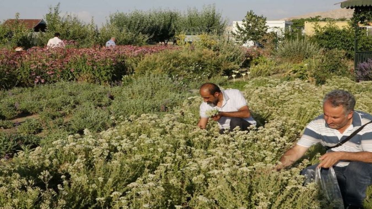 Van'da tıbbi ve aromatik bitkilerin hasadı yapılıyor