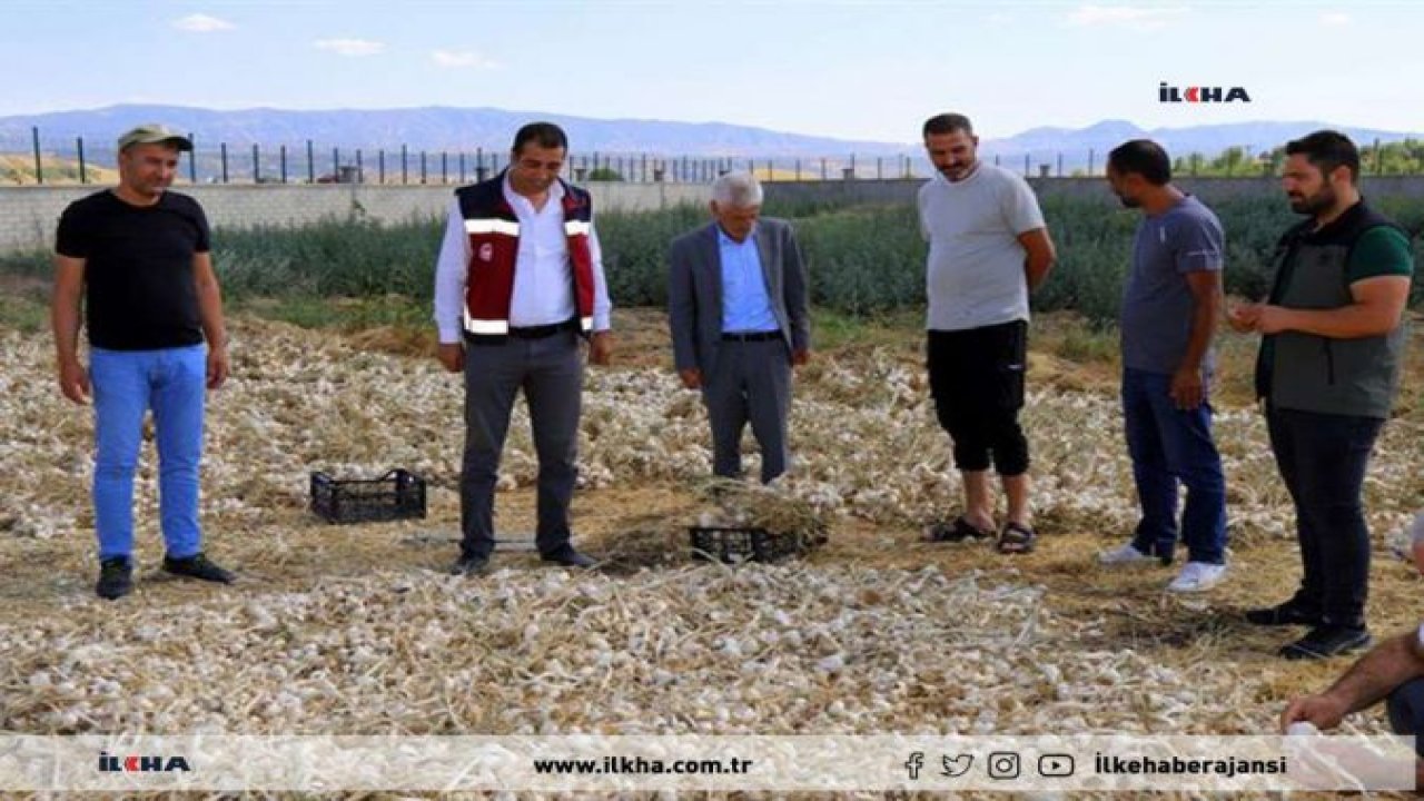 Bingöl’de sarımsak hasadı çiftçinin yüzünü güldürdü