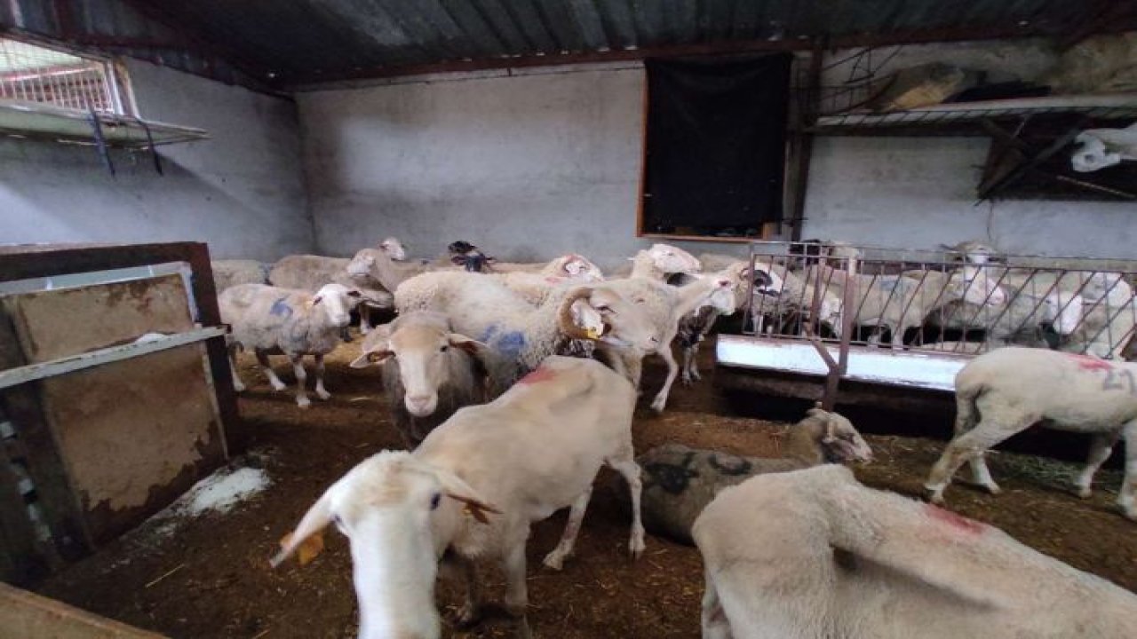 Bursa'nın iki ilçesinde hayvanlarda görülen hastalık nedeniyle hayvan pazarları kapatıldı