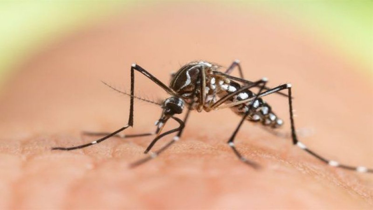 Aedes sivrisinek ısırığı belirtileri neler? Aedes sivrisinek ısırığı nasıl geçer? Hastalık taşıyan ilk sivrisinekler İstanbul’da görüldü!