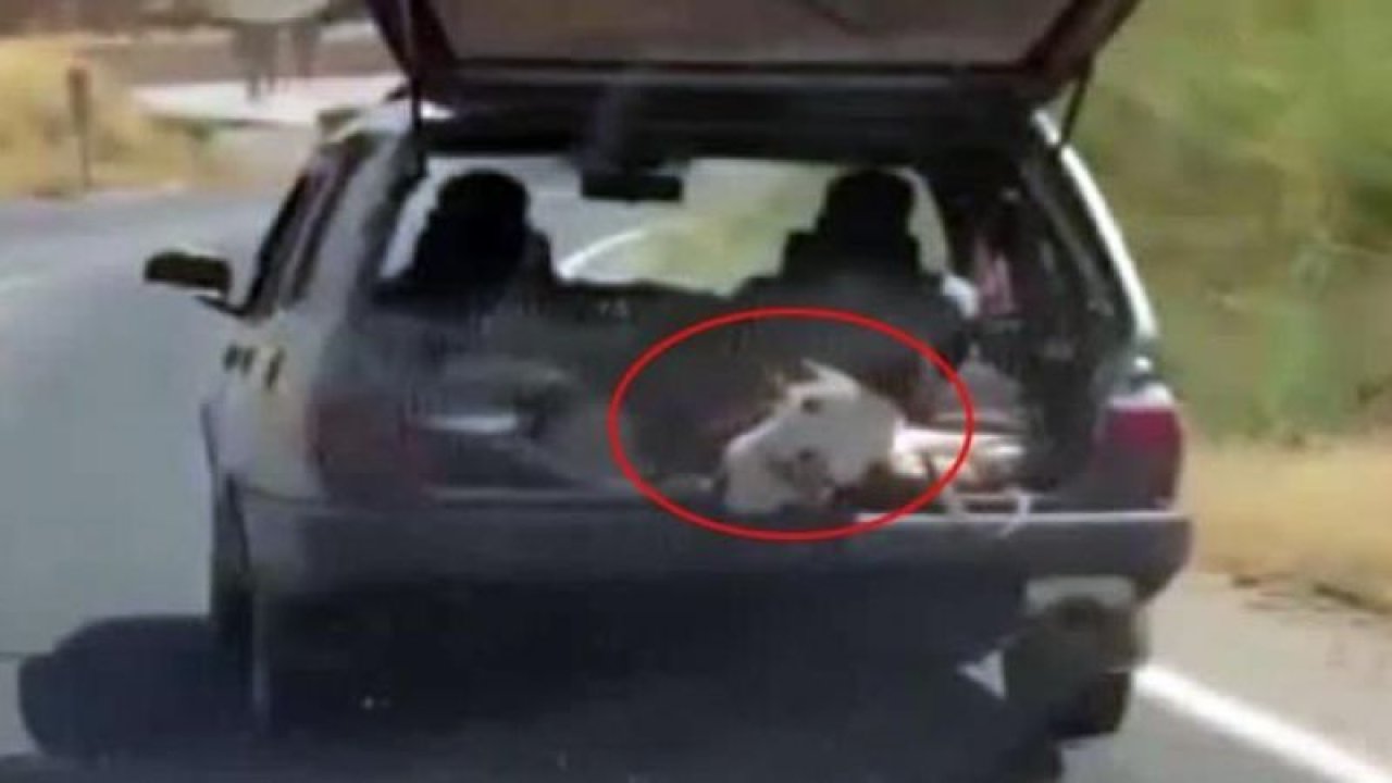 Trafikte şaşırtan görüntü! Koca inek otomobilin bagajında taşıdılar